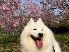 -天适樱花悠乐园