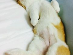 -瑞鹏宠物医院·夜间急症·心超·猫科(祖庙分店)