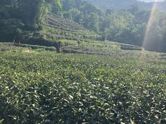 -龙井壹号·茶缘山景宴(龙井村店)