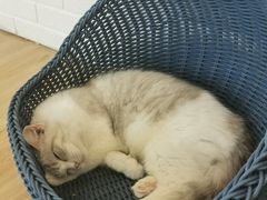 -momokira米努特·德文卷毛猫·棉花面纱犬