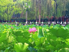 -四川大学(望江校区)