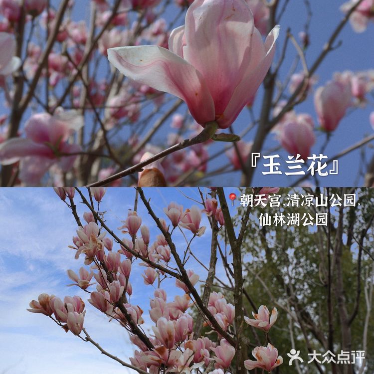 金陵花事·南京三月赏花指南