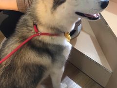 -Husky Go! 哈士奇体验馆·宠物咖啡厅狗咖