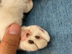 -BABIT巴比特宠物(MOMOPARK店)