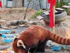 -灵玲国际马戏城