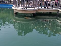 -广东惠东海龟国家级自然保护区