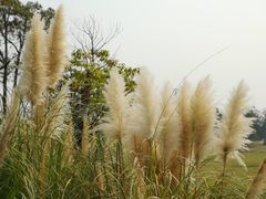 景点-滆湖低碳生态公园