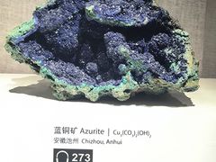 -上海自然博物馆