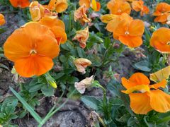 -合肥滨湖国家森林公园