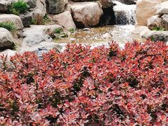 -大连植物园