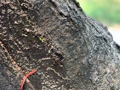 -南国桃园旅游度假区