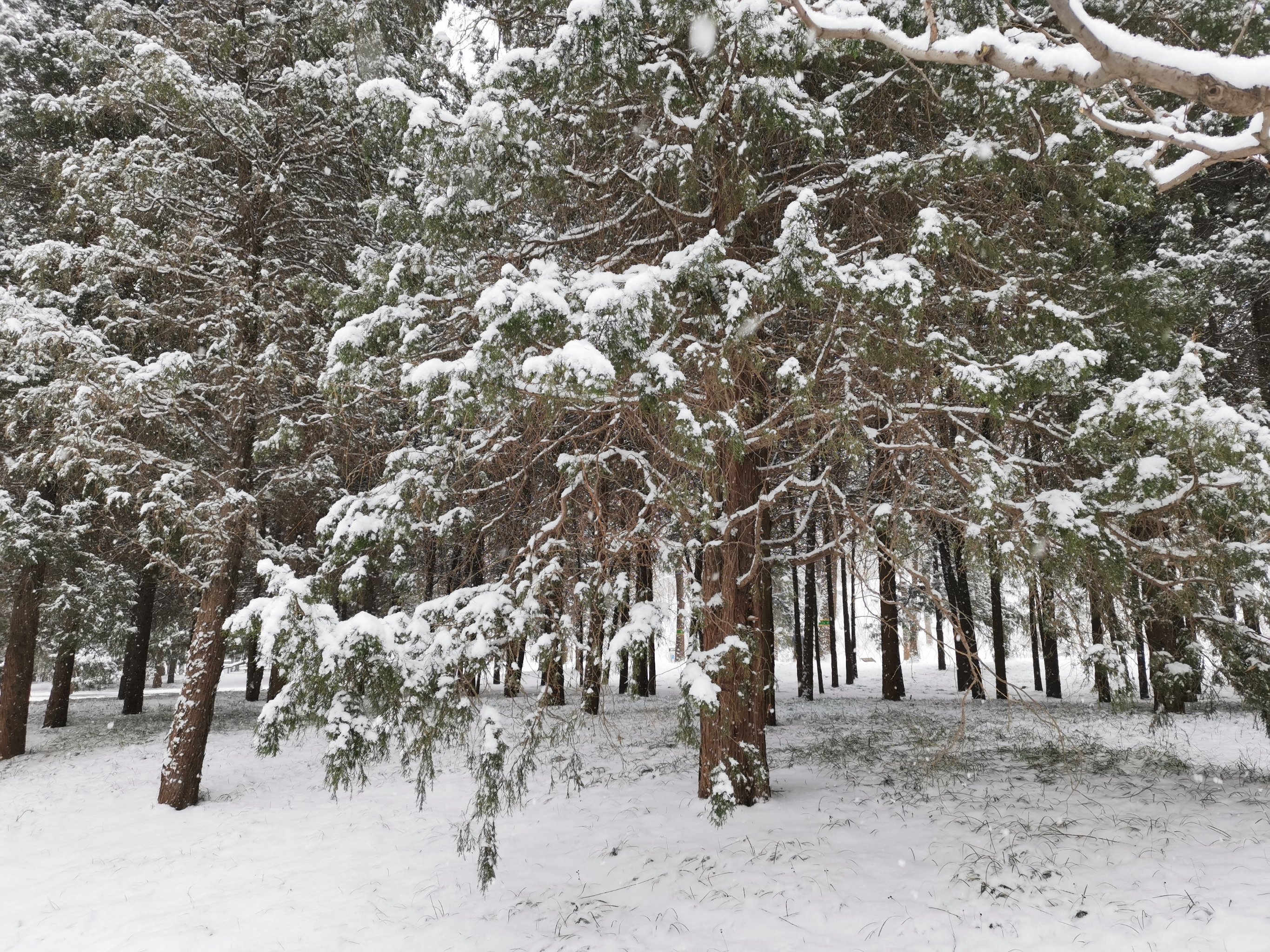 元土城公园雪景