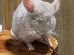 -藦茜花园宠物主题亲子互动体验馆(国顺东路店)