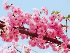 -天适樱花悠乐园