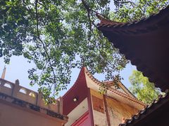 -深圳仙湖植物园