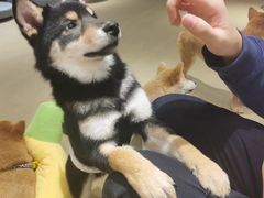 -逗柴咖啡屋·狗咖猫咖宠物桌游
