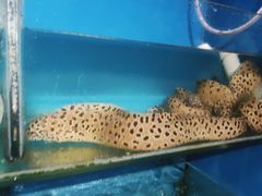 -原龙海鲜大排档(美食地标店)
