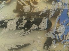 -水库活鱼馆(于桥水库店)