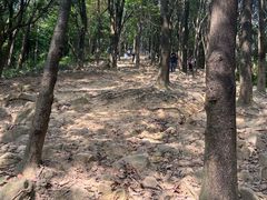 -黄埔油麻山森林公园