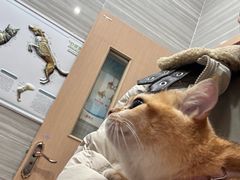 -瑞派名望志远动物医院·猫科·內科·异宠专科(直港大道店)