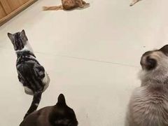 -藏猫猫咖啡主题馆(中央大道店)