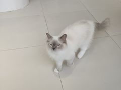 -怪兽屋·羊驼·猫咖·狗咖(俊华广场店)