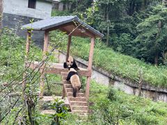 -中国大熊猫保护研究中心雅安碧峰峡基地