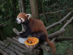 -熊猫谷