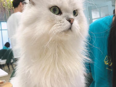 -安格丽娜·狗咖·猫咖羊驼咖(春熙路百盛商场店)
