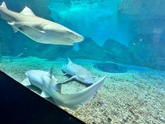 -泉城欧乐堡海洋极地世界