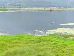 -腾冲北海湿地