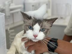 -老吴的猫·猫舍(新区店)