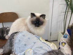 -共舞时光猫咖·狗咖(新街口店)