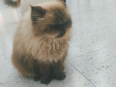 -喵园·猫主题咖啡厅·撸猫·猫咖(国贸店)