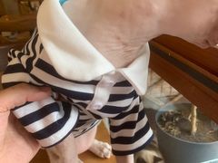 -有猫主题·治愈系猫咖(曾厝垵店)