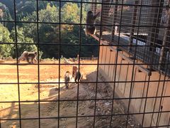 -岚山猴子公园