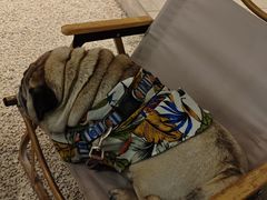 -J Create城市露营咖啡·简餐·宠物(上海动物园店)