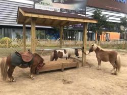 -萌宠亲子动物乐园(槐房万达店)