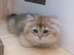 -山宅一喵德文卷毛猫舍