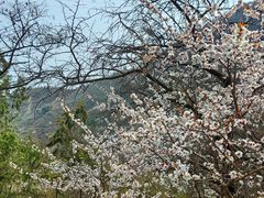 -北京鹫峰国家森林公园