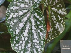 -深圳仙湖植物园