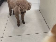 -全心全意连锁动物医院·微创中心·内科急重症·心脏专科(丰管路店)