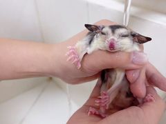 -悠尼宠物·独立低压伊珊娜洗护·美容·寄养(兰谷路店)