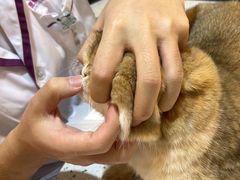 -宠爱国际动物医院·消化内科·心肾内科·ISFM猫友好(望京店)
