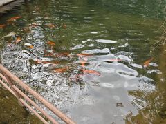 -千岛湖东南湖区