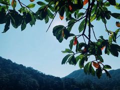 -广州市石门国家森林公园