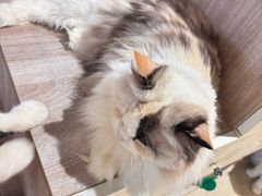 -藏猫猫咖啡主题馆(中央大道店)