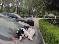 -瑞派宠物医院·中兽医专科(中央商城分院)