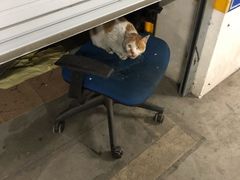 -爱贝特动物医院·猫口炎专科