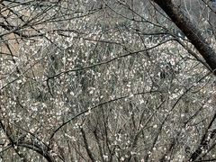 -新建村梅花